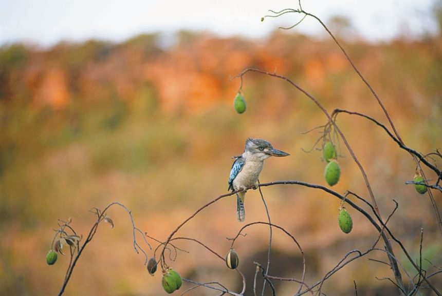 aus-country-info-kimberleys-bird aus-country-info-kimberleys-bird