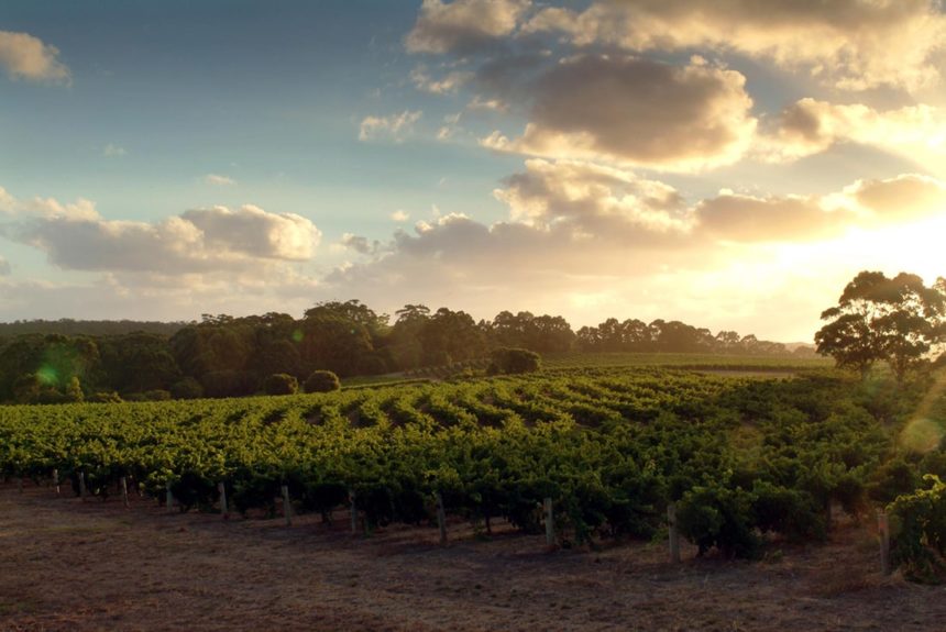 aust-country-info-margaret-river-winery aust-country-info-margaret-river-winery