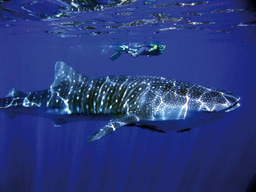 aust-country-info-whale-shark aust-country-info-whale-shark