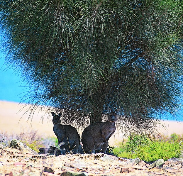kangaroo-island-wallabies kangaroo-island-wallabies