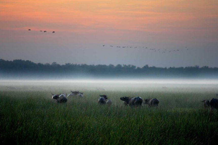 northern-territory-mary-floodplains-wet-season-bamurru-plains-buffalo-at-dusk northern-territory-mary-floodplains-wet-season-bamurru-plains-buffalo-at-dusk