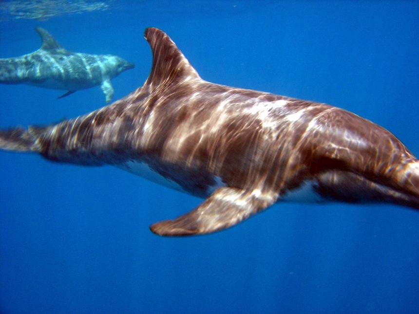 nz-country-info-kaikoura-dolphin nz-country-info-kaikoura-dolphin