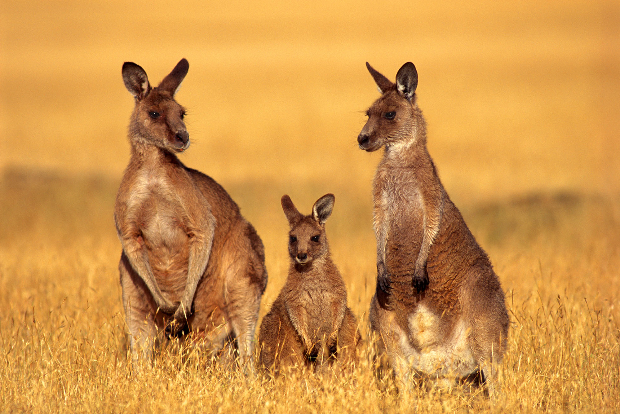 Eastern Grey (Forester) Kangaroo family group
