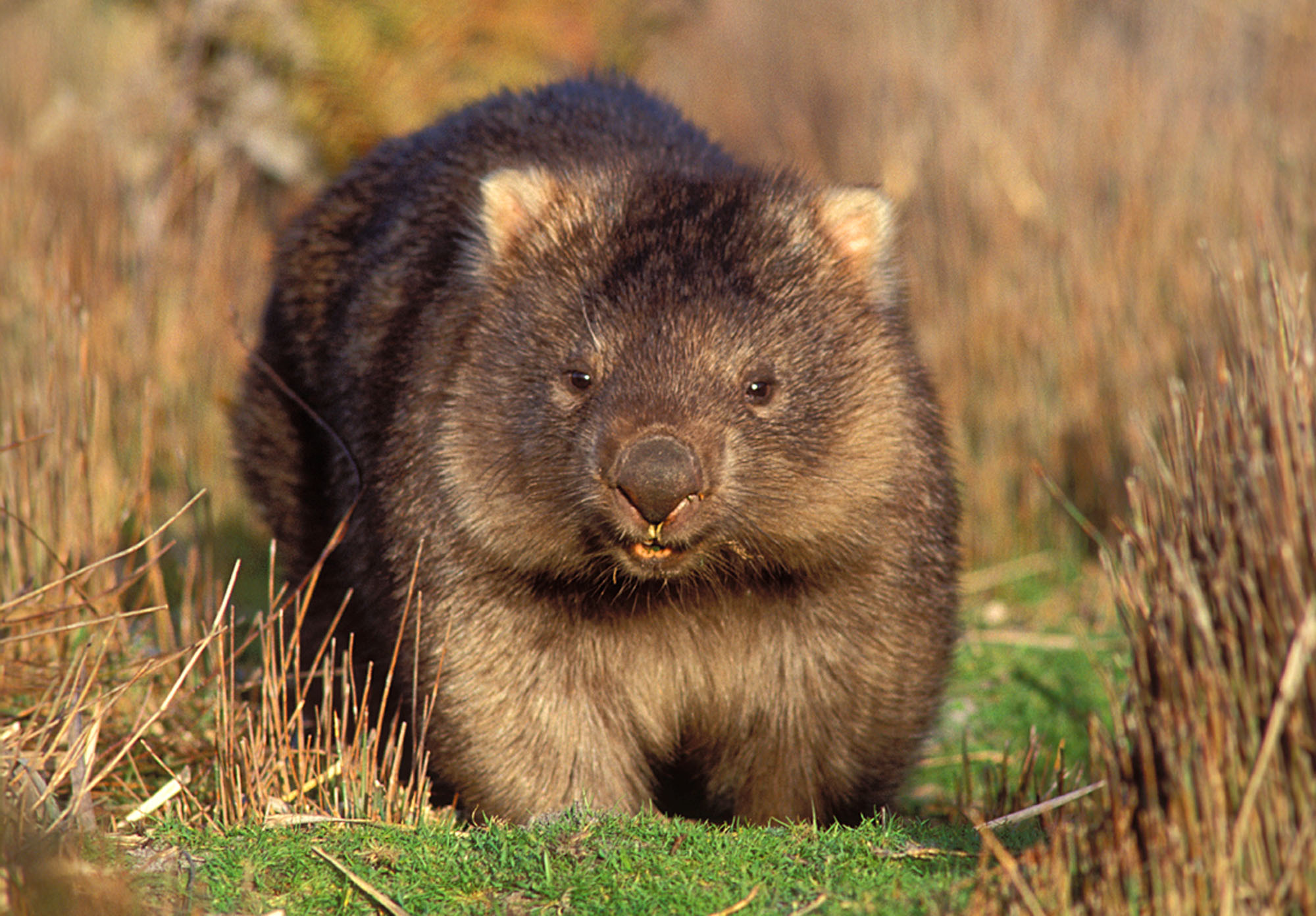 Common Wombat