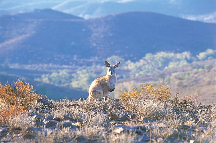 Wilderness & Wildlife Encounters