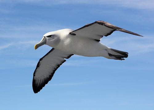 Albatross - Stewart Island