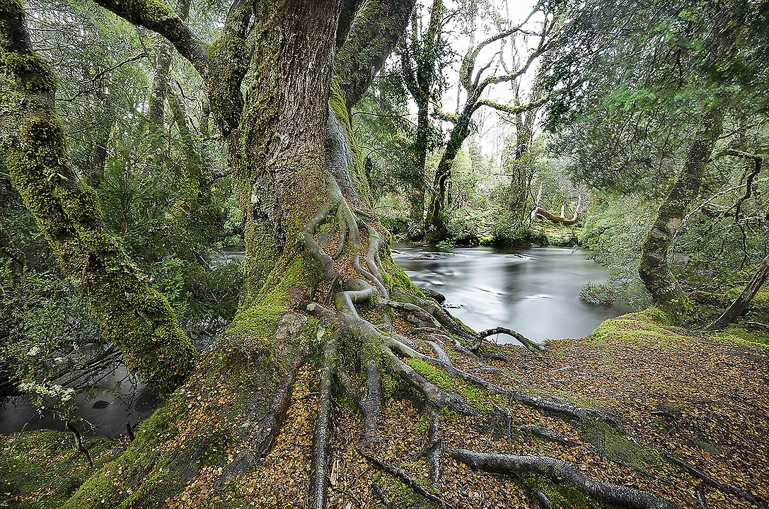 Cradle_Mountain_enchanted_forest