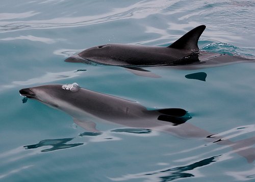 Dusky Dolphins