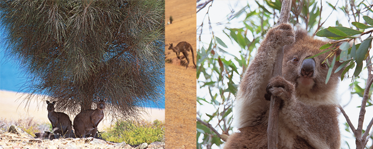 Kangaroo-Island---Collage-2