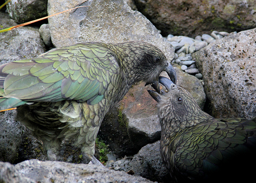 Kea