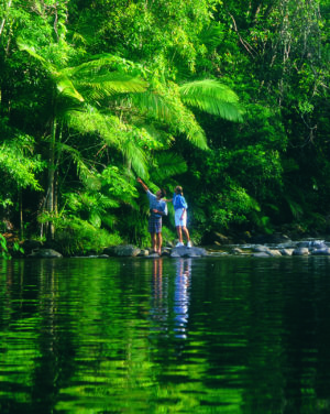 Rainforest walk Rainforest walk