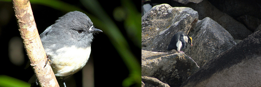 Robin-and-Penguir---Dennis-Tripweb