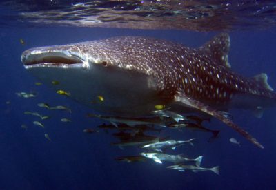 Sal Salis Whale Shark Sal Salis Whale Shark