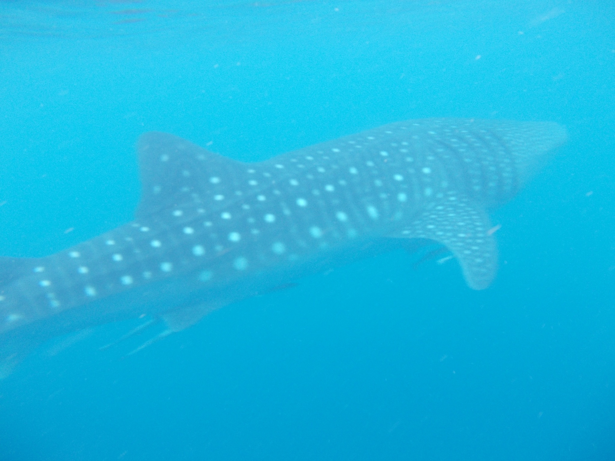 Whale Shark Encounter