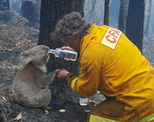 The Role of Fires in Australia