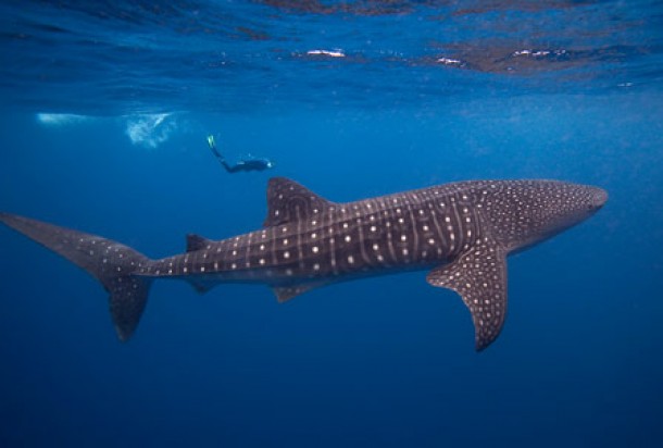 Whale Shark!