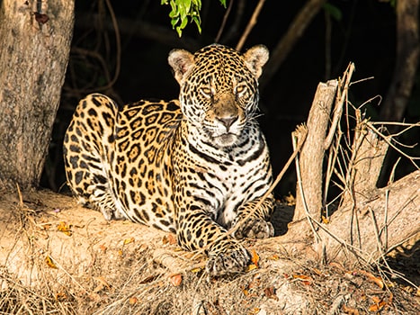 jaguars_in_the_pantanal