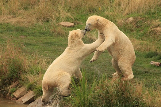 polar_bears_in_the_canada
