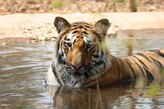 tigers_in_india